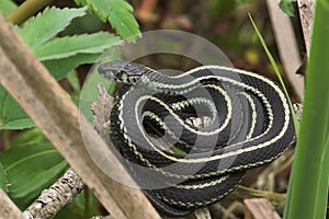 Garden Snake