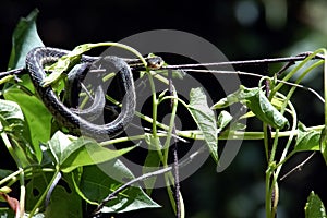 Garden Snake