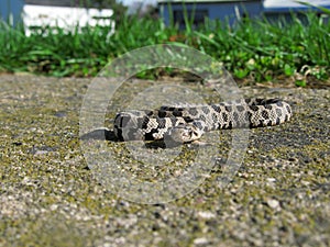 Garden Snake on Concrete