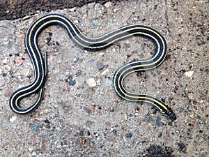 Garden snake