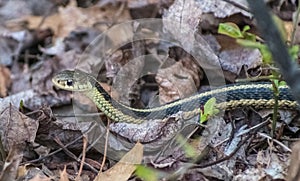An Garden Snake Slithering Left