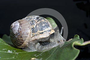 Garden snale on a leaf