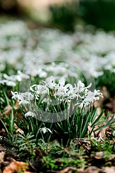 Garden snowdrops