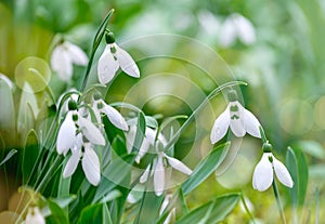 Garden of Snowdrops 2