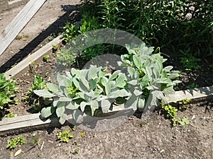 Garden with soft green lamb ear plant