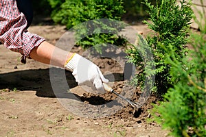 Garden soil care concept. Farmer hand in glove loosens the ground near thuja tree using garden hoe tool