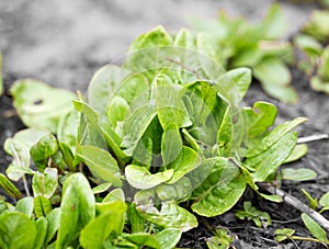 Garden sorrel