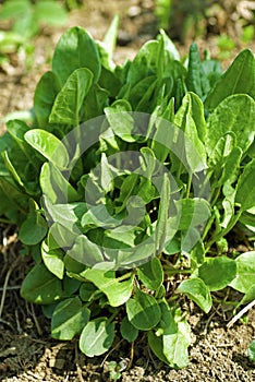 Garden sorrel