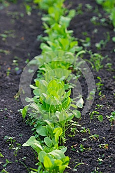 Garden sorrel