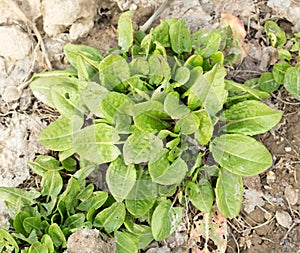 Garden sorrel