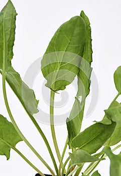 Garden Sorrel Leaves