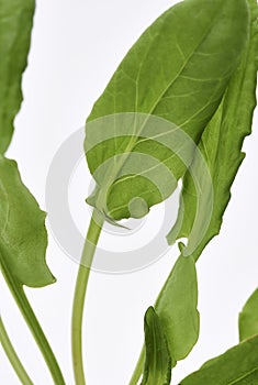 Garden Sorrel Leaves