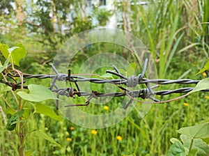 Garden sorrunded by burber wire. photo