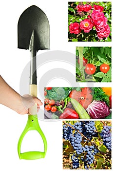 Garden spade isolated on a white background.Vertical photo. A collage of garden tools and photos of vegetables, fruits and flowers