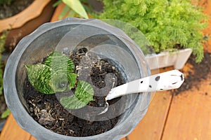 Garden spade in the plastic plant pot with small plants