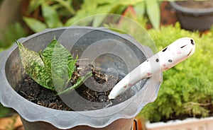 Garden spade in the plastic plant pot with small plants