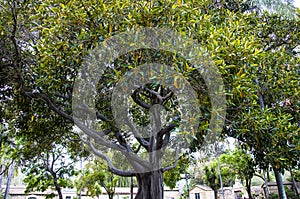 The Garden of the  Spanish Mission in Santa Barbara California