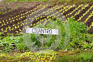 Garden spanish sign for cilantro -coriander photo