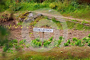 Garden spanish sign for espinacaspinach photo