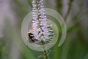 Garden speedwell Veronica longifolia Pink Damask, pink flower spike with bumblebee