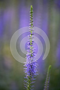 Garden speedwell Veronica longifolia, a violet-blue flower spike