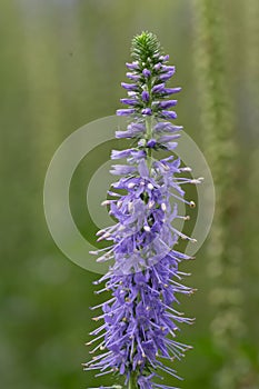 Garden speedwell Veronica longifolia, violet-blue flower spike photo