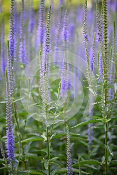 Garden speedwell Veronica longifolia, violet-blue flower spikes