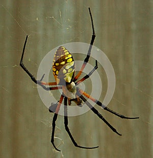 Garden Spider