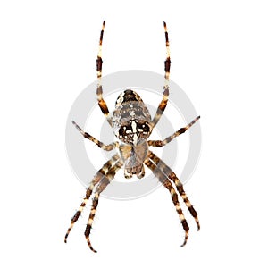 Garden spider