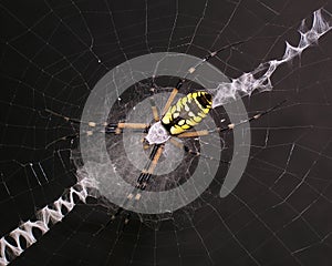 Garden Spider