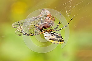 Garden Spider