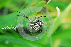 Garden Spider