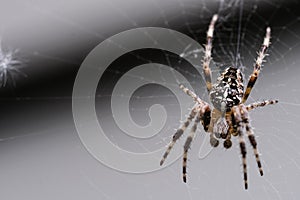 Garden Spider