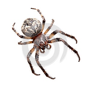Garden spider (Araneidae)