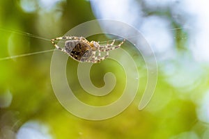 Garden-spider araneus in the center of web. Natural background with green bokeh.