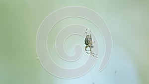 Garden spider or araneus diadematus, resting in middle of web. Orb weaver is on threads of cobweb. Close up.