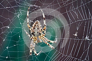 The garden spider Araneus diadematus on the web top view on a colour background