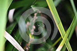 Garden spider, Argiope aurantia, 2.