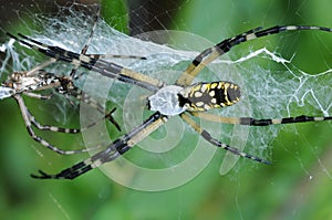 Garden Spider(Argiope aurantia)