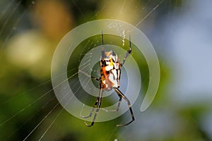 Garden Spider, Argiope aurantia, Coorg, Karnataka, India