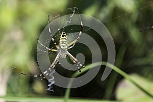 Garden spider (Argiope aurantia) in the net