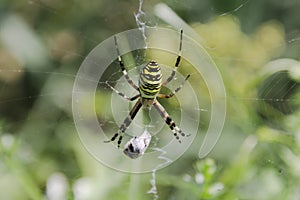 Garden spider (Argiope aurantia) with prey