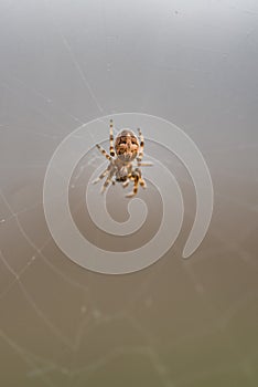 Garden spider in center of her spider web