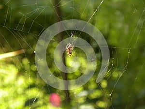 A garden spider in the center of its web.