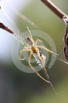 Garden Spider