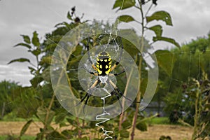 Garden spider