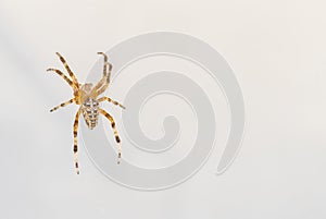 Garden spider closeup