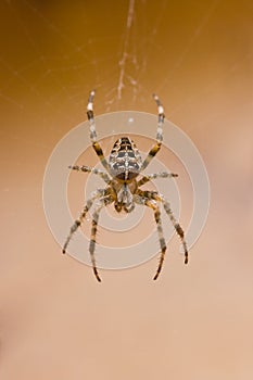 Garden spider in cobweb in fall