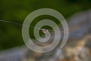 Garden spider hanging on thread