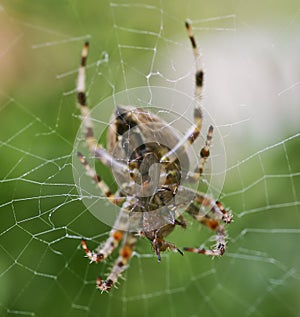 Garden Spider with a Fly